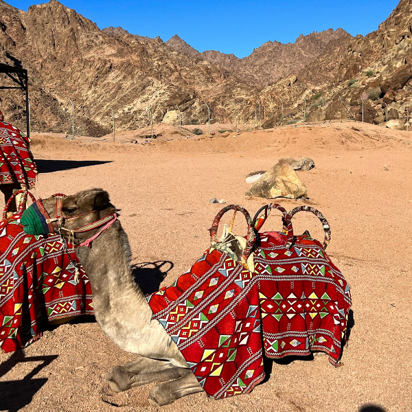 Camel Riding in Al-Bayda