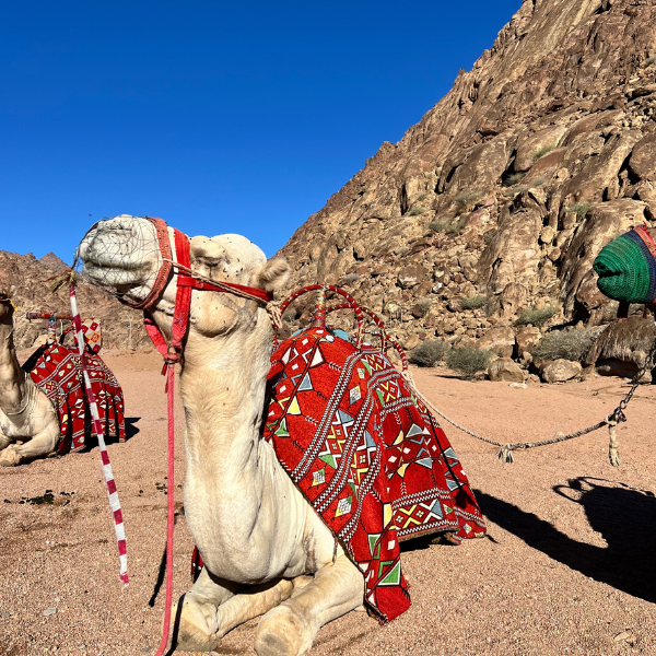 Camel Riding in Al-Bayda