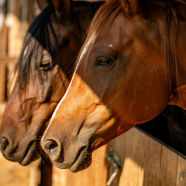 Horseback Riding in Madinah