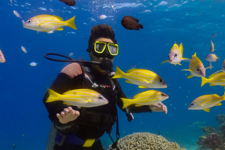 Red Sea Diving at the Shipwreck – Yanbu