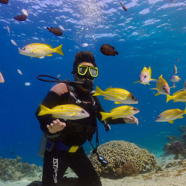 Red Sea Diving at the Shipwreck – Yanbu